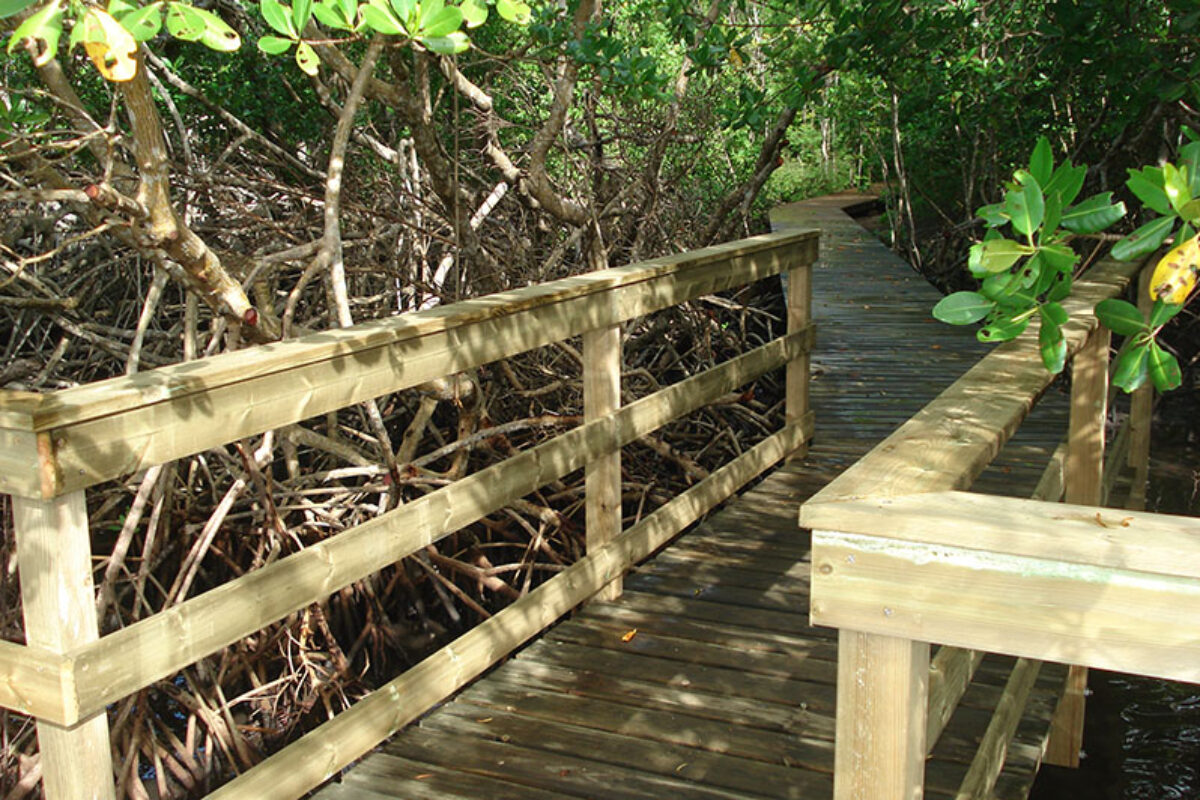 Chemin piétonnier en Mangrove Morne cabris Lamentin